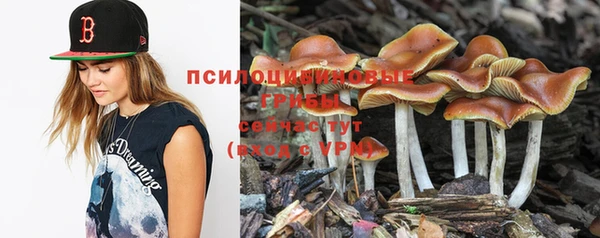 прущие грибы Аркадак